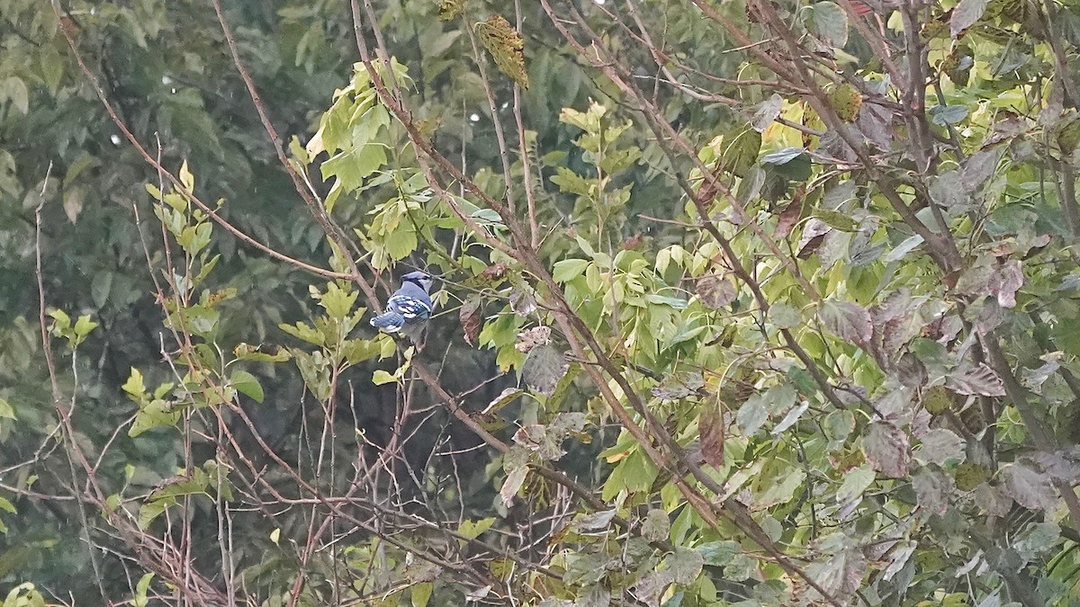 Blue Jay - ML644622674