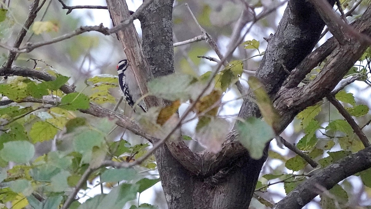 Yumuşak Tüylü Ağaçkakan - ML644622680