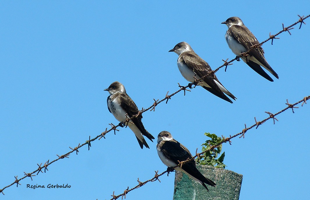 Brown-chested Martin - ML644622684