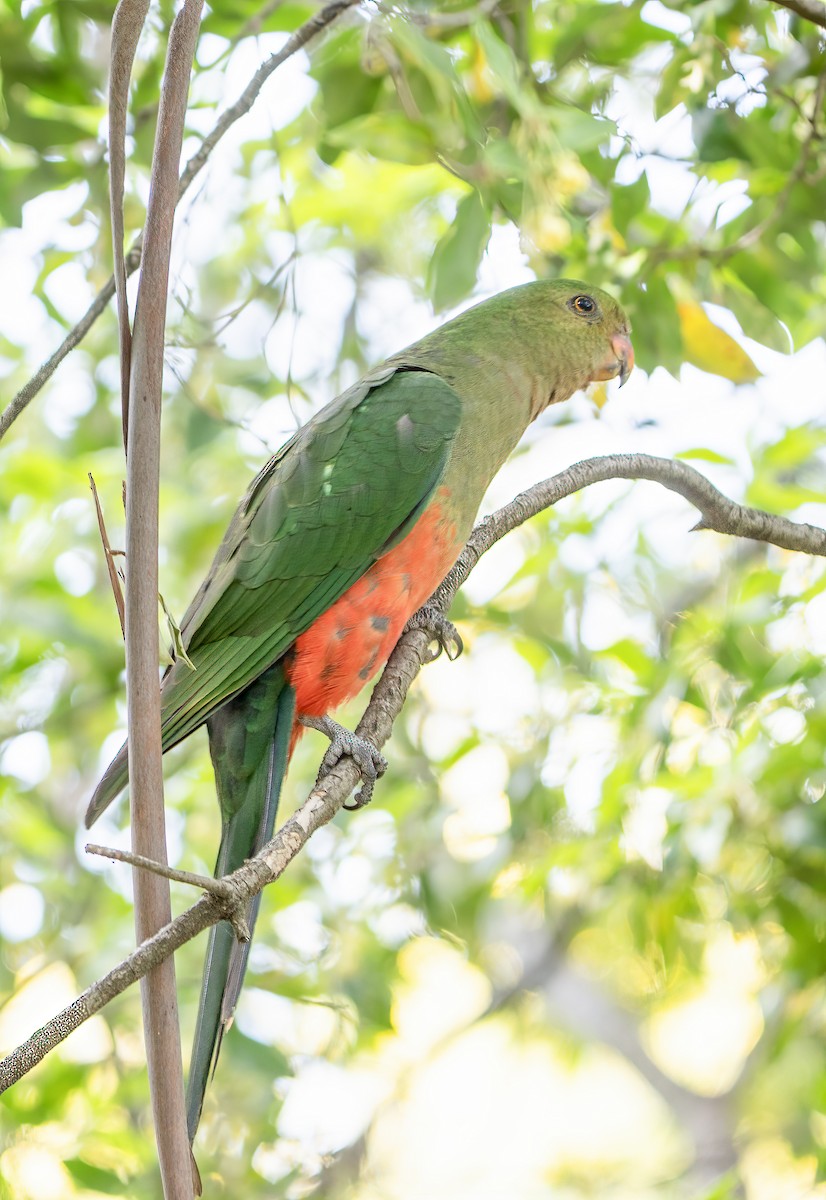 Australian King-Parrot - ML644622688