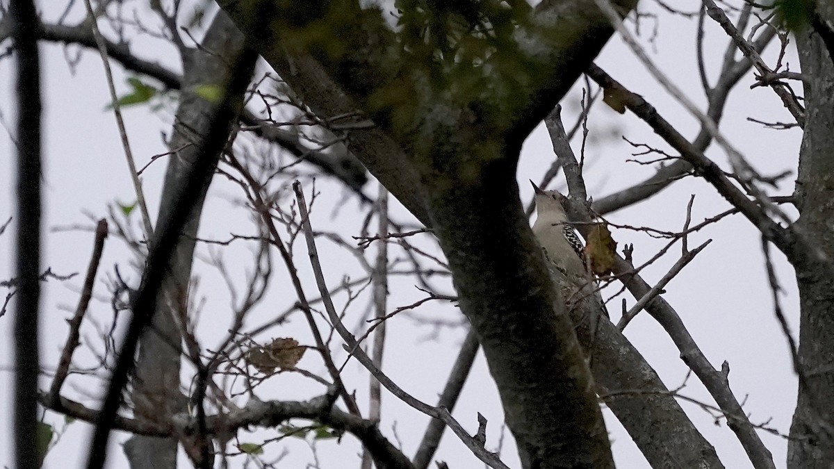 Kızılca Karınlı Ağaçkakan - ML644622692