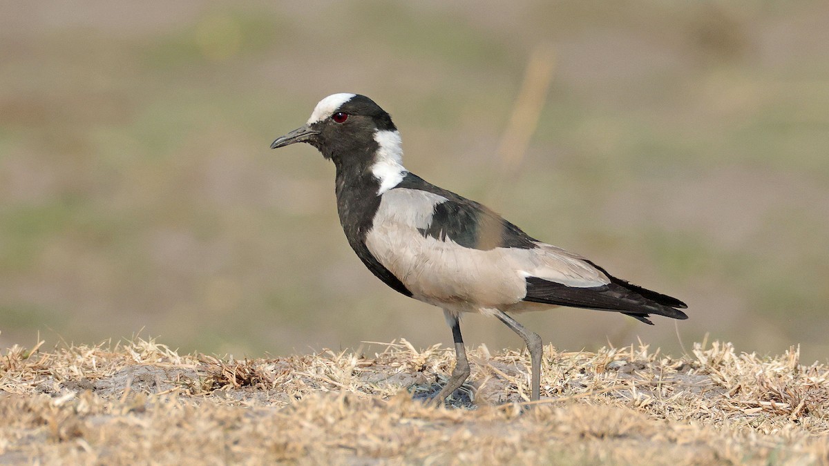 Blacksmith Lapwing - ML644622702