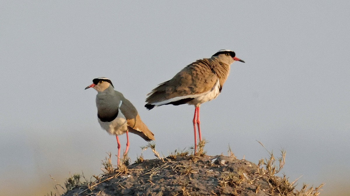 Crowned Lapwing - ML644622708