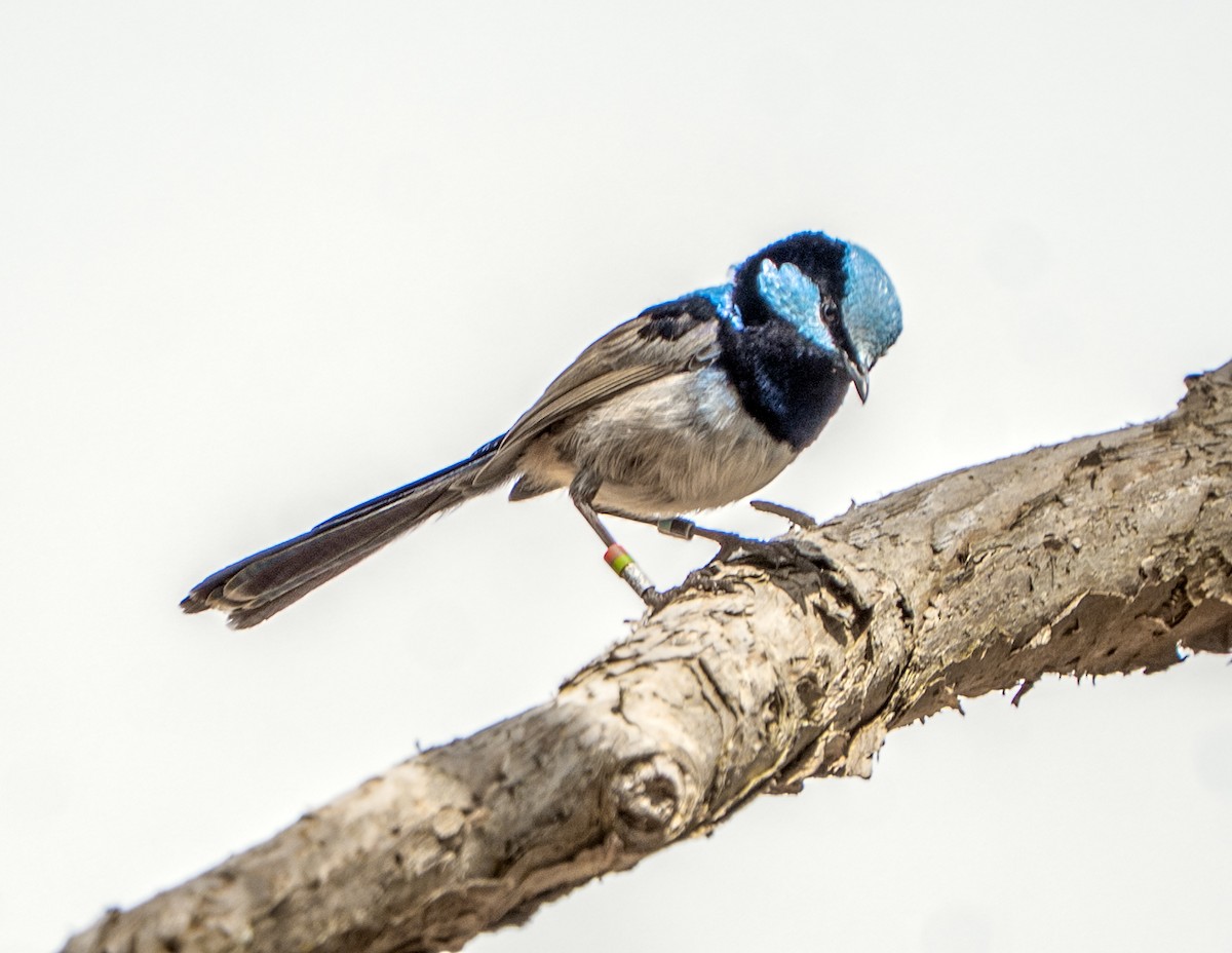 Superb Fairywren - ML644622710