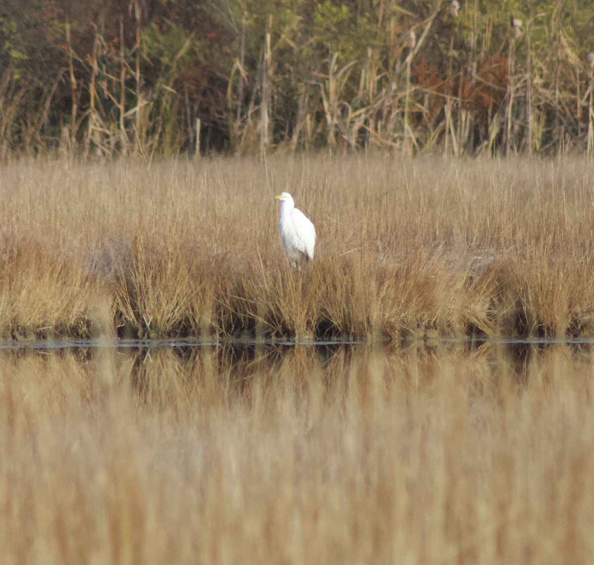 Great Egret - ML644622714