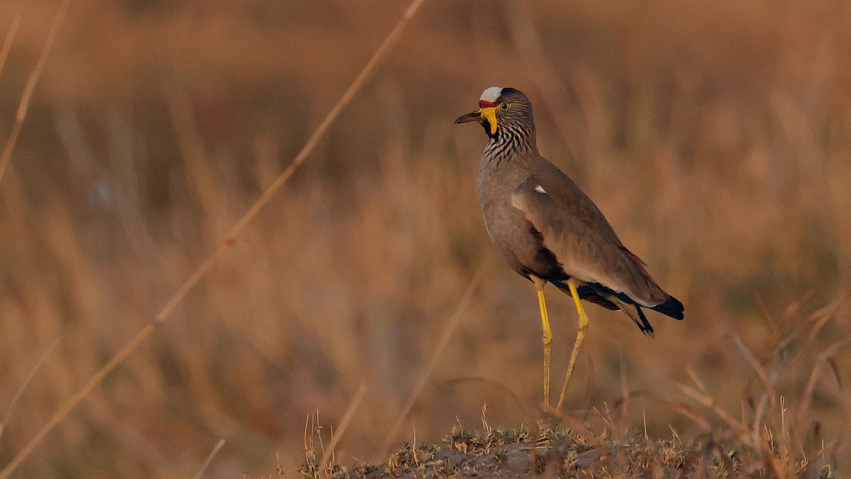 Wattled Lapwing - ML644622716