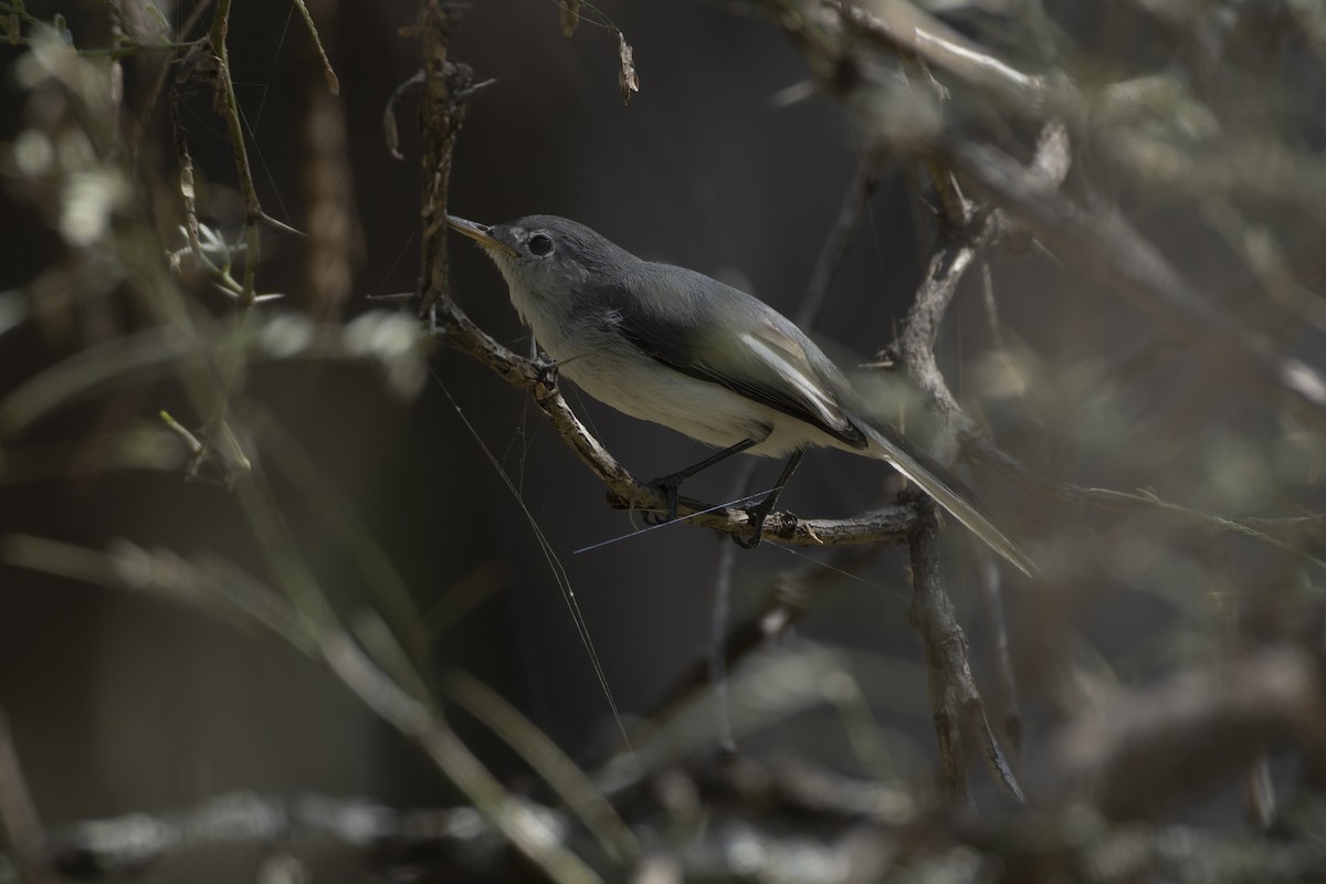 Комароловка сиза - ML644622725