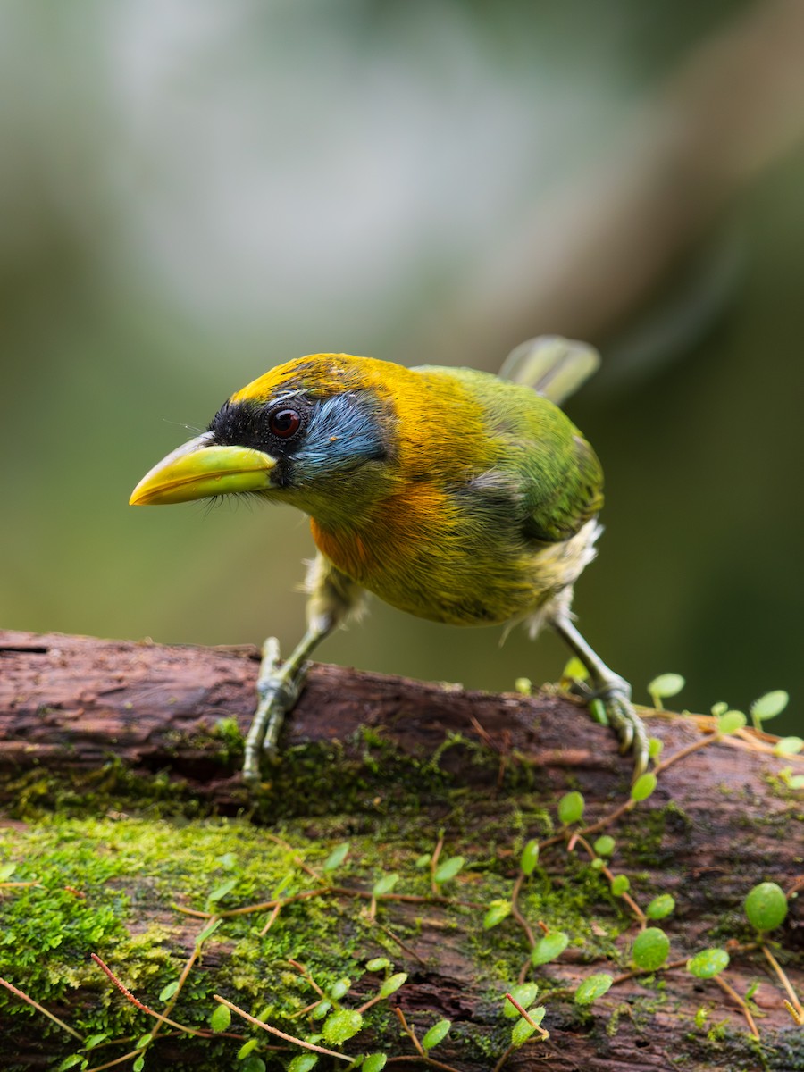 Red-headed Barbet - ML644622726