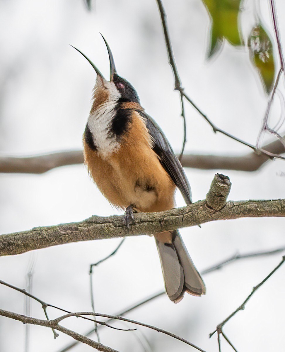 Eastern Spinebill - ML644622727