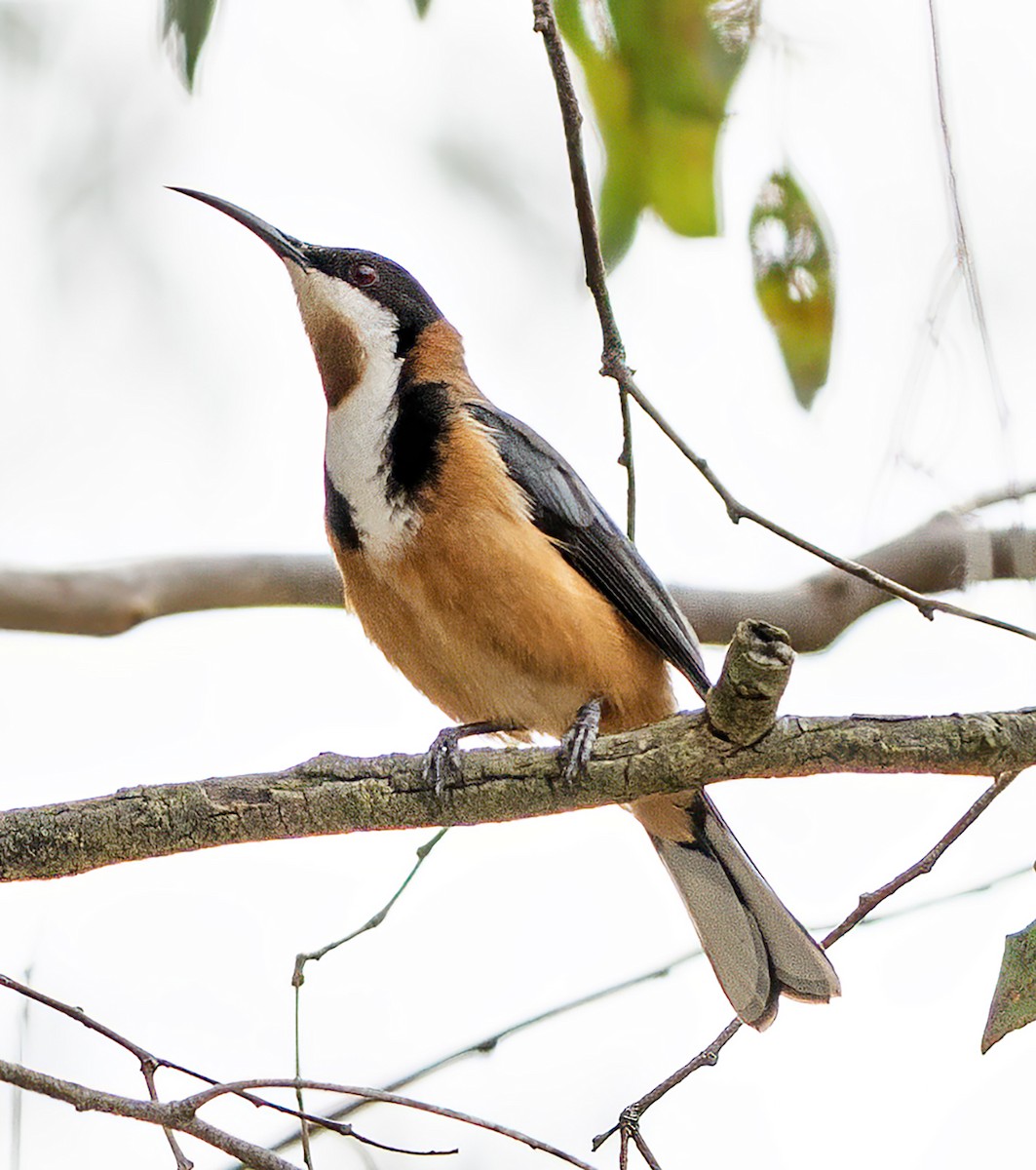 Eastern Spinebill - ML644622728