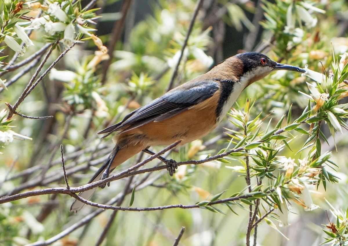 Eastern Spinebill - ML644622729