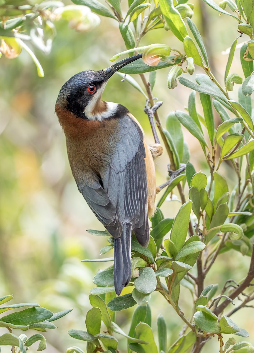 Eastern Spinebill - ML644622730