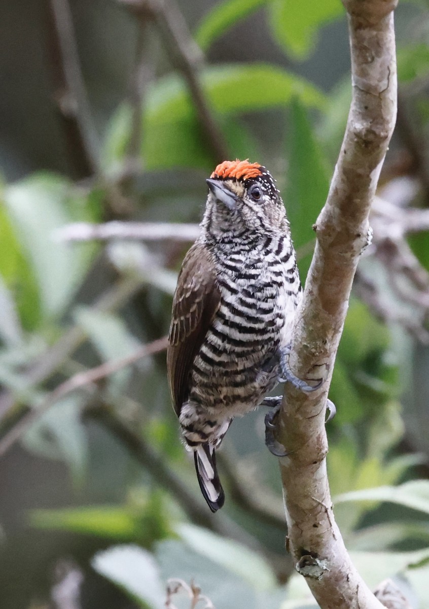 Carpinterito Variable - ML644622736