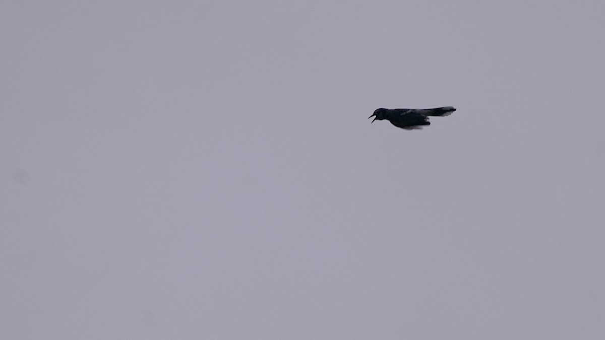 Blue Jay - ML644622740