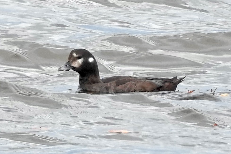 Harlequin Duck - ML644622743