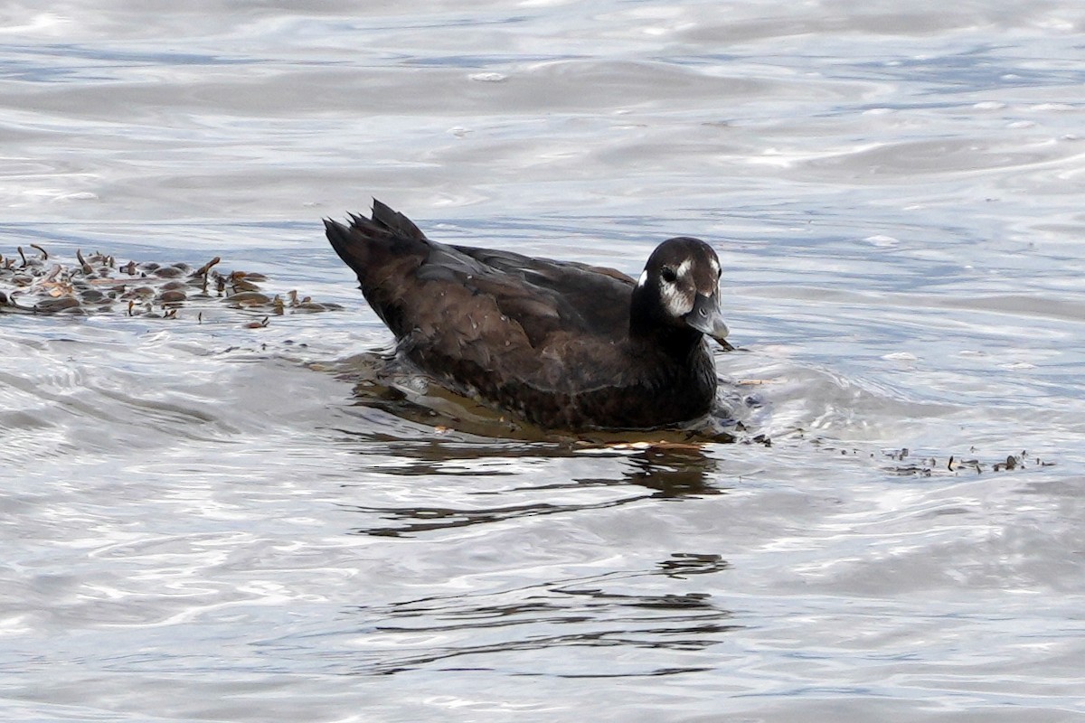 Harlequin Duck - ML644622744