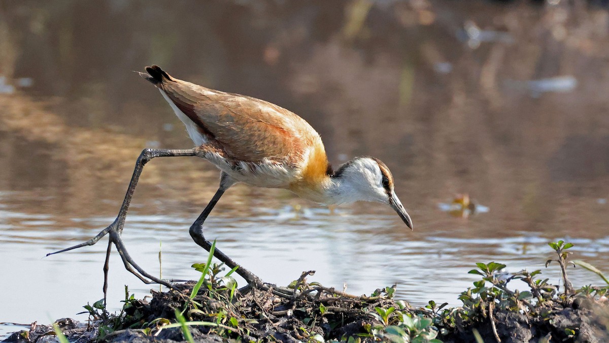 African Jacana - ML644622746