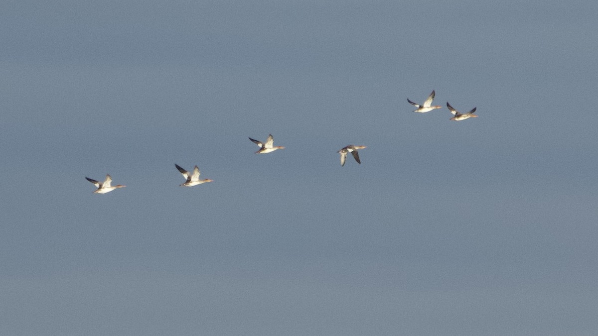 Red-breasted Merganser - ML644622747