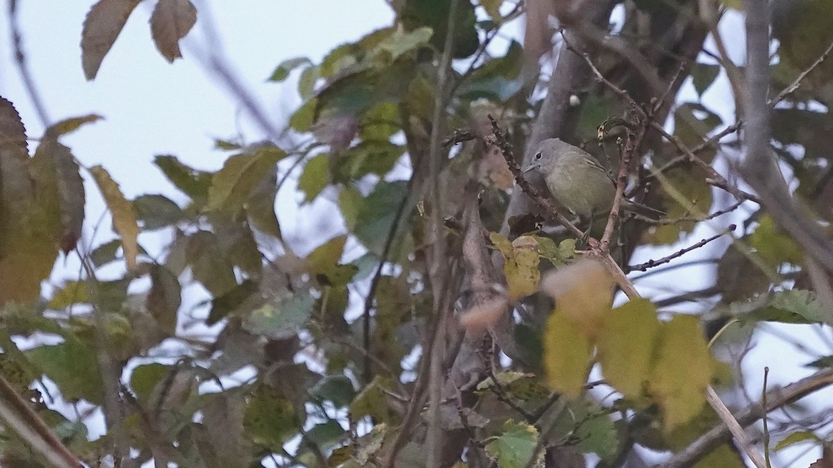 Turuncu Taçlı Ötleğen - ML644622752