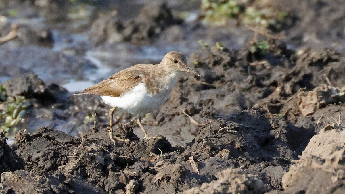 Хайргын хөгчүү - ML644622755