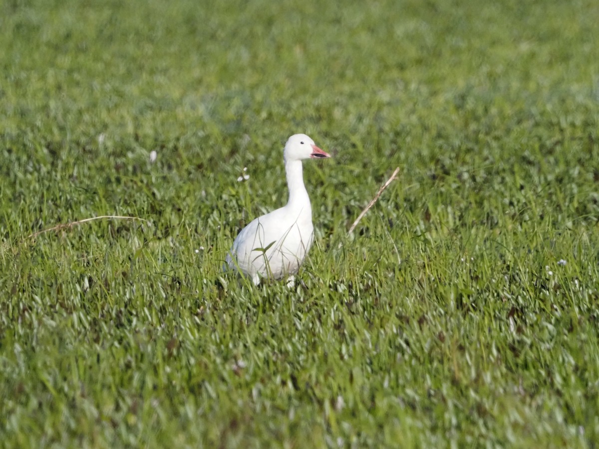 Oie des neiges - ML644622764