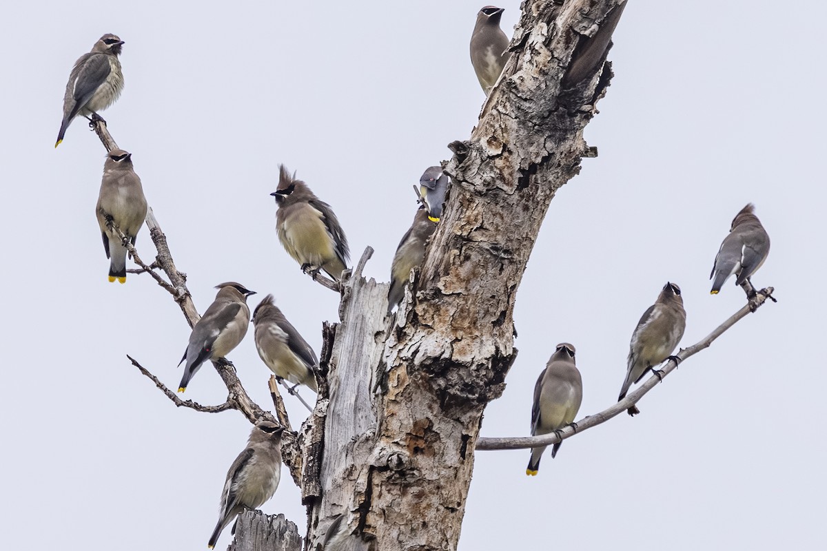 Sedir İpekkuyruğu - ML644622765