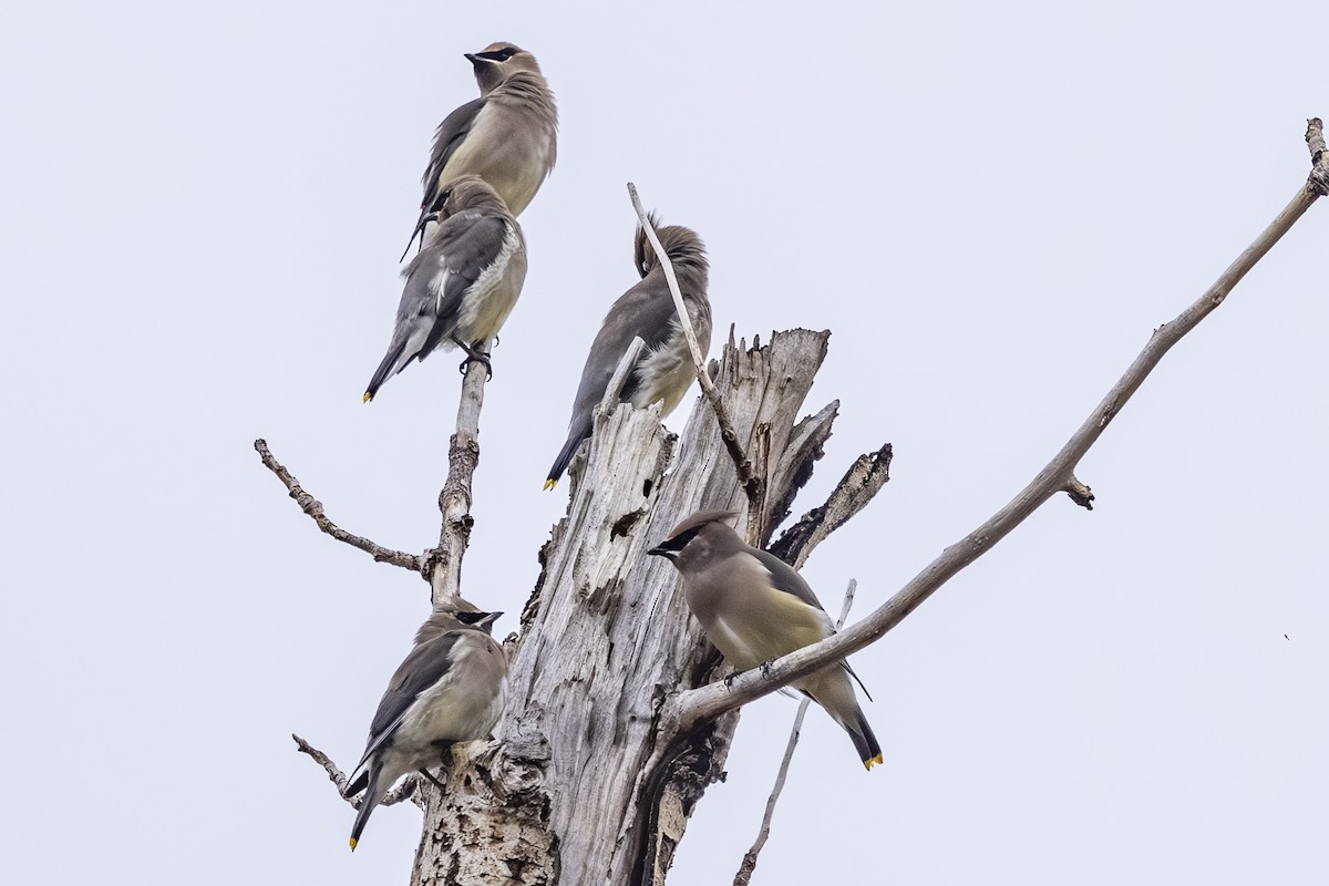 Sedir İpekkuyruğu - ML644622771