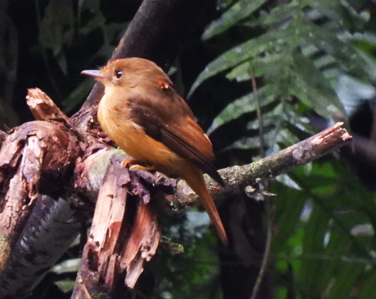 tyranovec atlantický - ML644622775