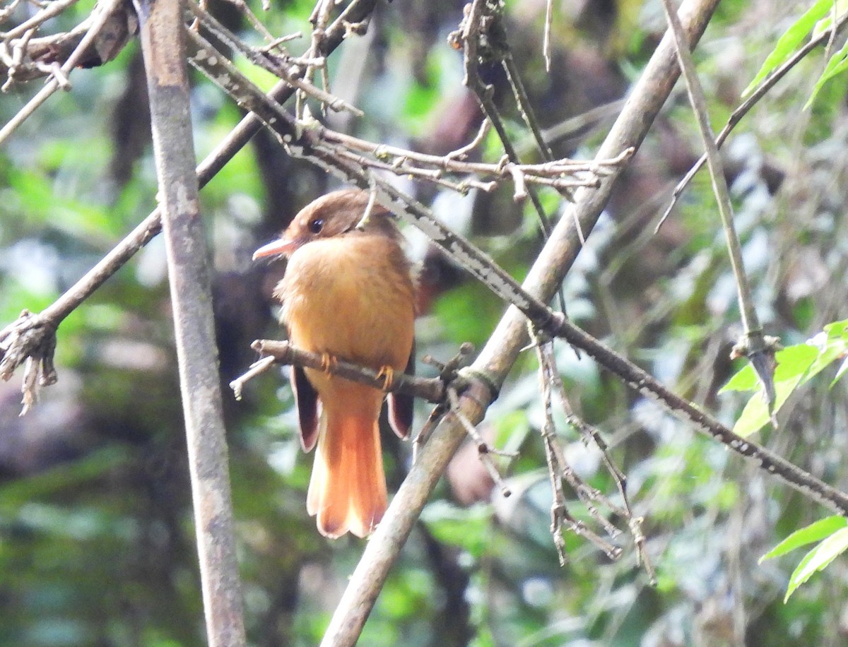 tyranovec atlantický - ML644622776