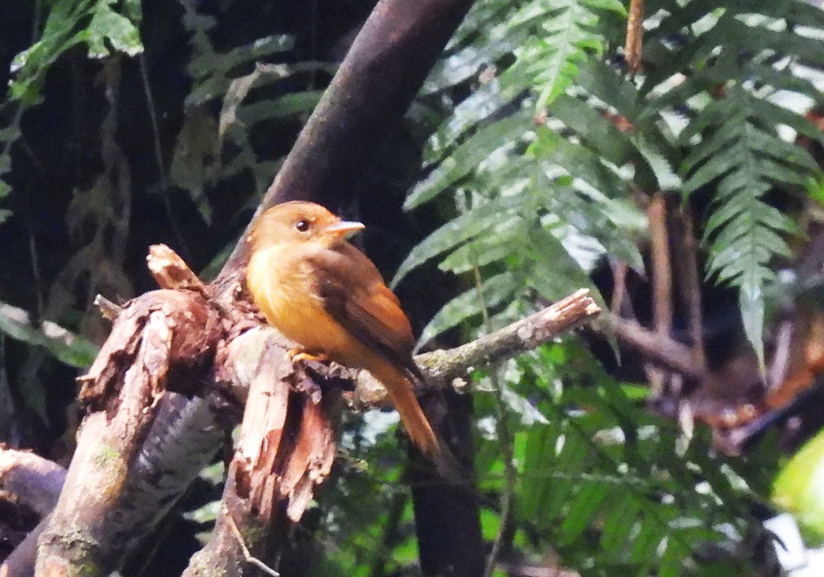 tyranovec atlantický - ML644622778