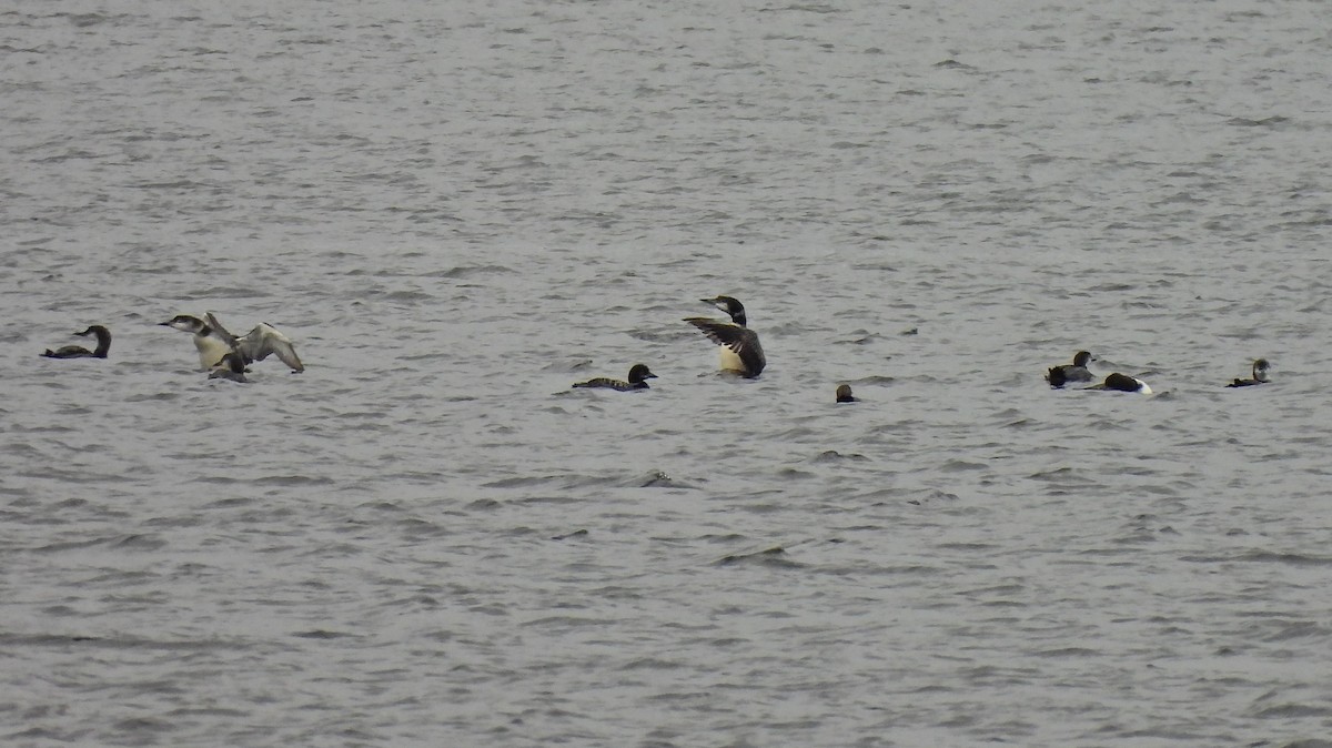 Common Loon - ML644622779