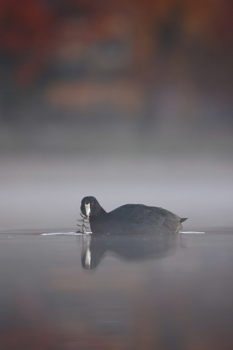 American Coot - ML644622797