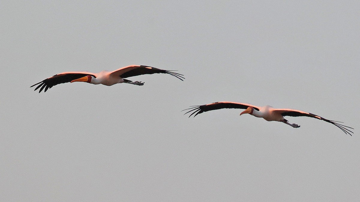 Yellow-billed Stork - ML644622803