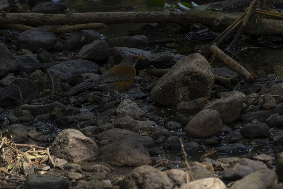 Merle à dos roux - ML644622804