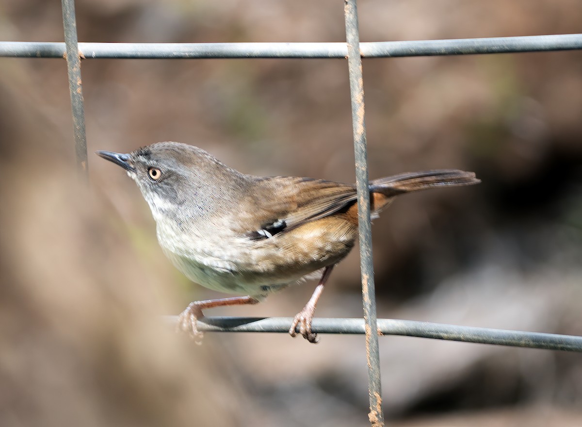 White-browed Scrubwren - ML644622810