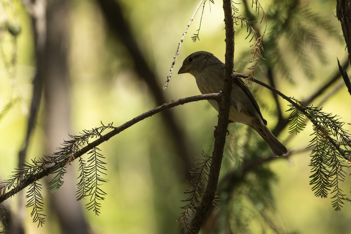 Gorrión Común - ML644622811