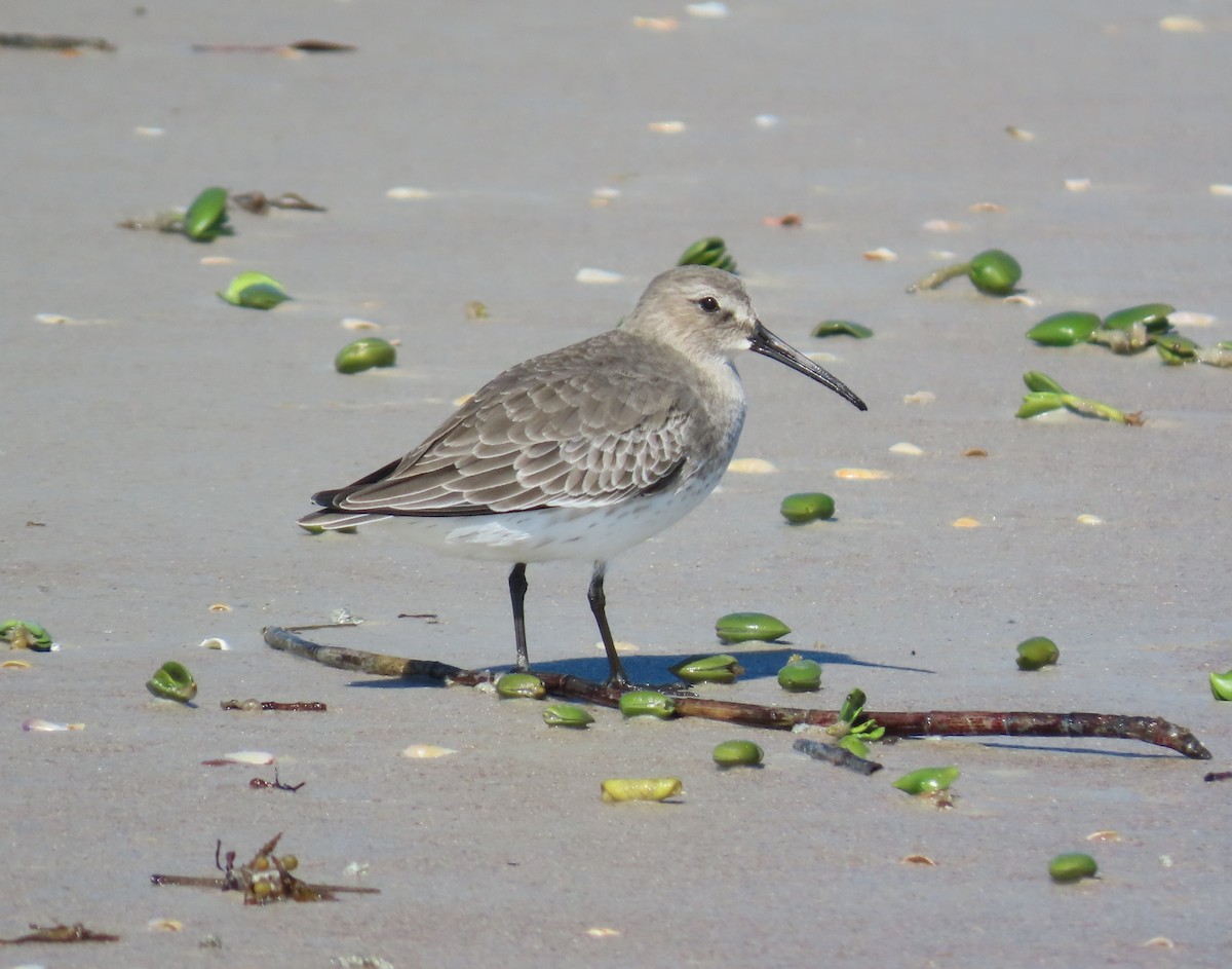 Dunlin - ML644622812