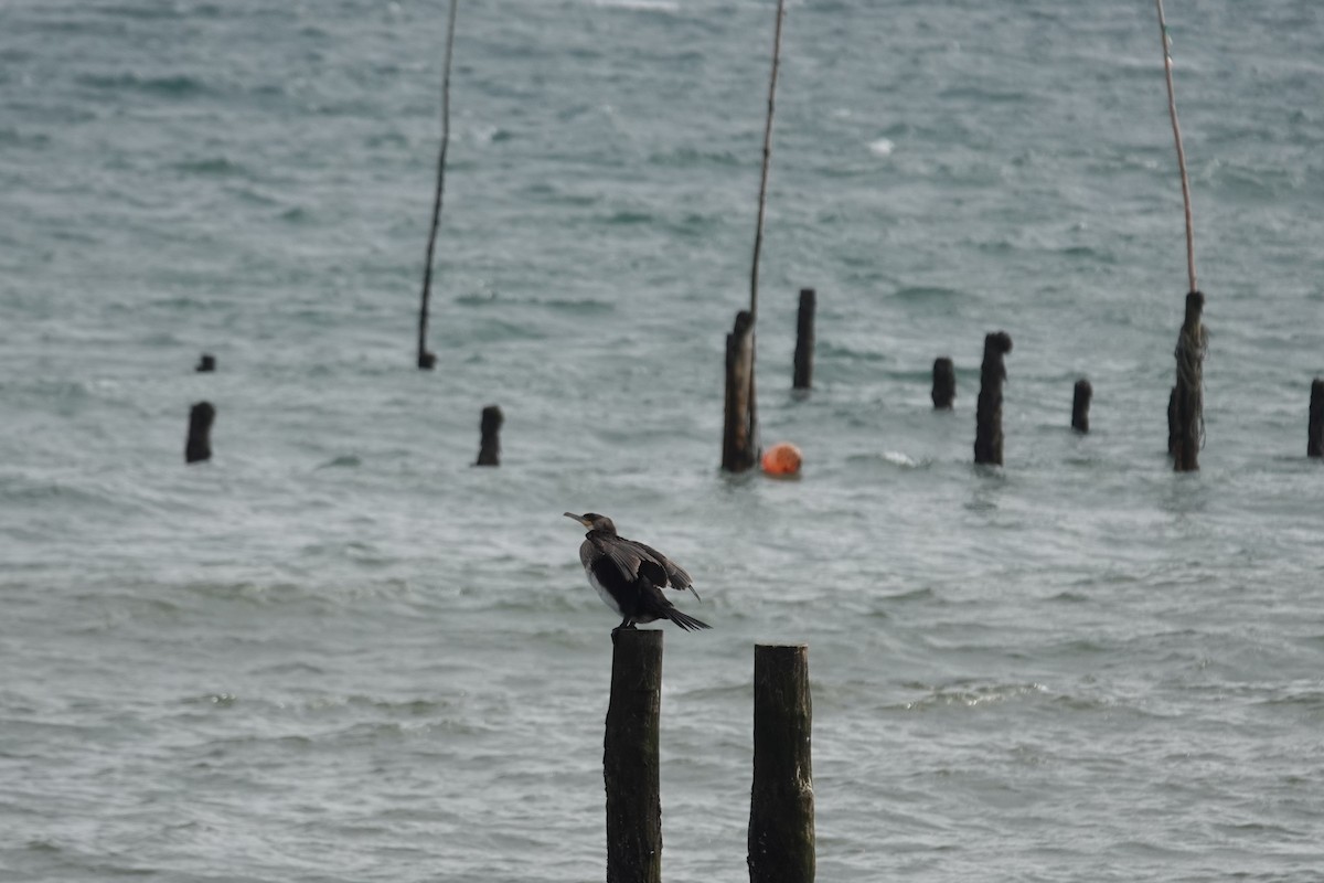 Cormorán Grande - ML644622814