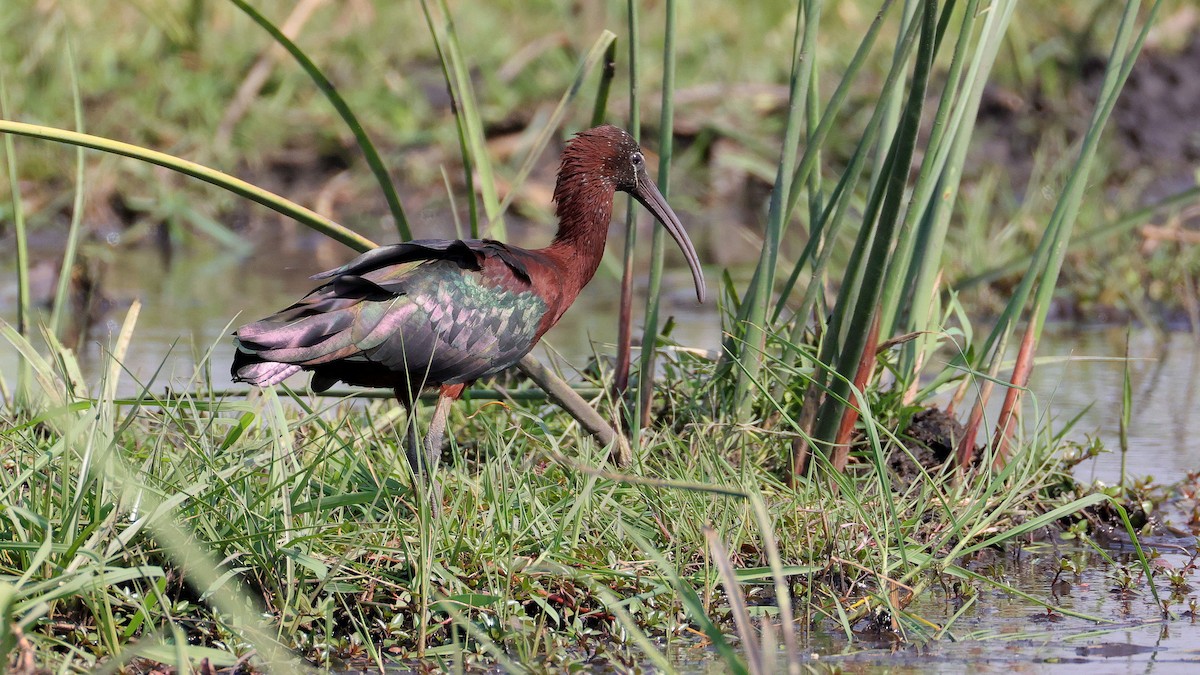 Гялаан билүүс - ML644622815