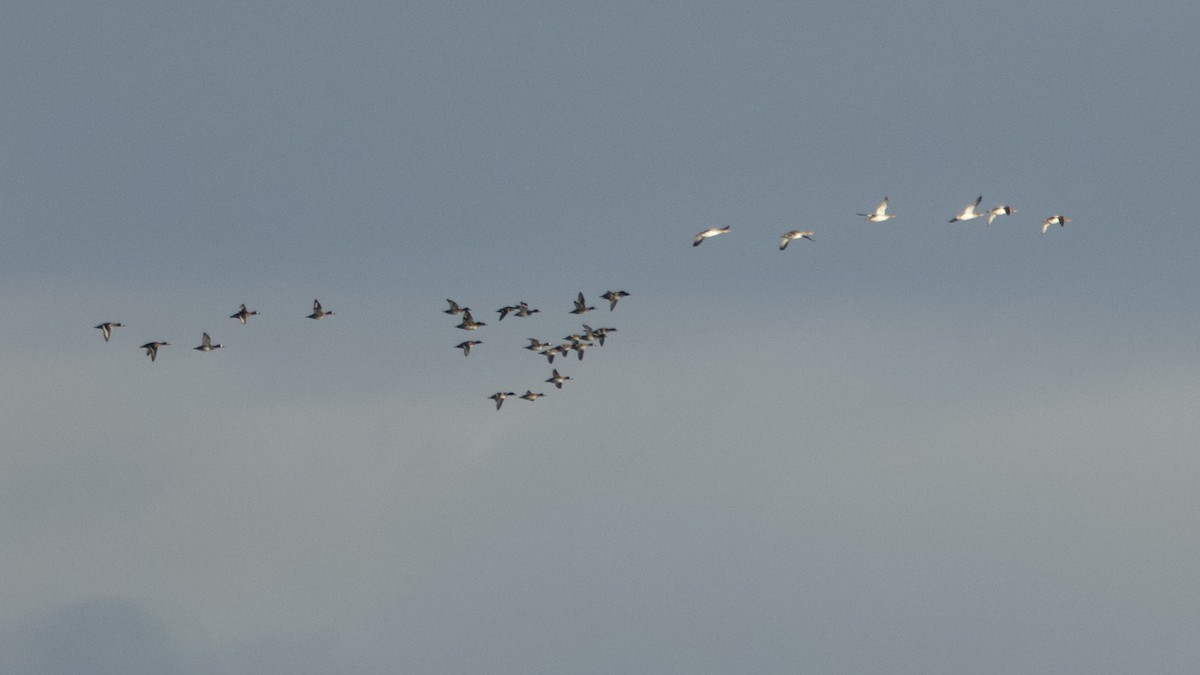 Lesser Scaup - ML644622816