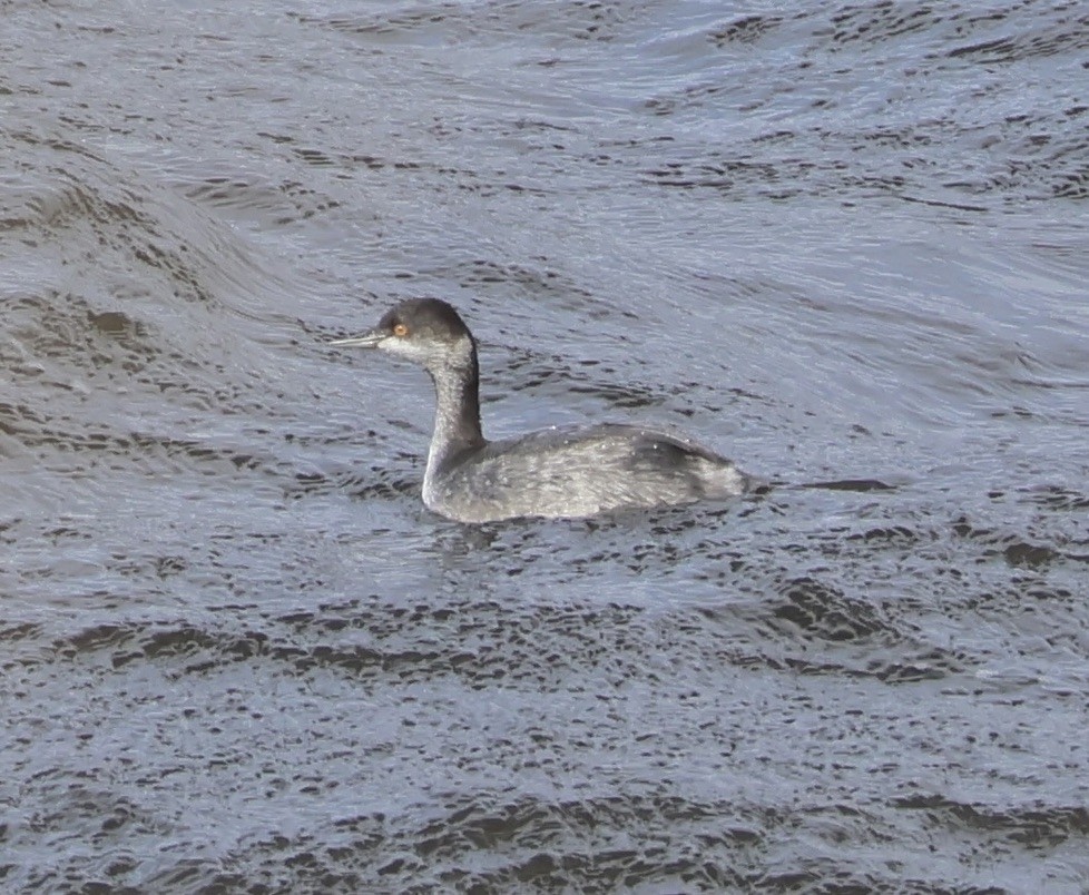 Eared Grebe - ML644622821