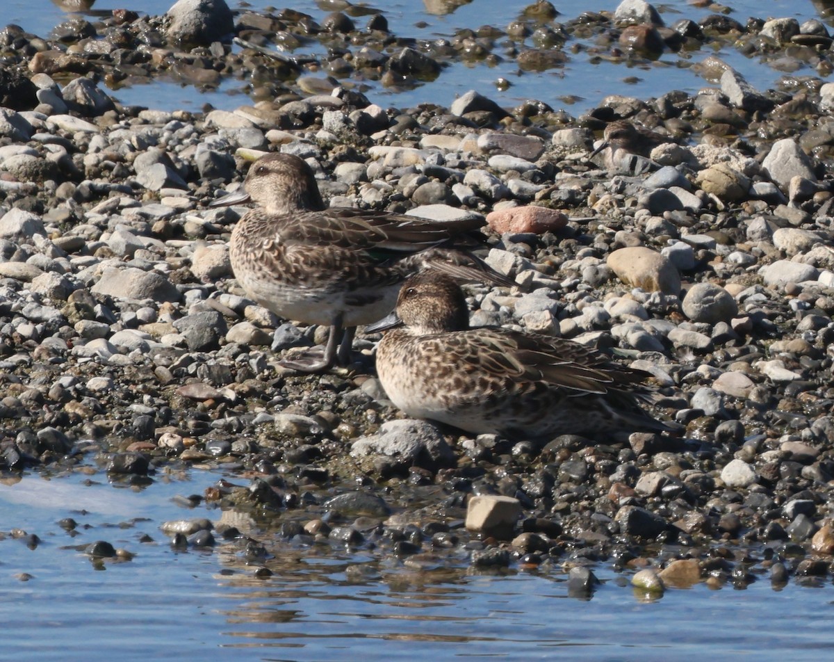 Green-winged Teal - ML644622823