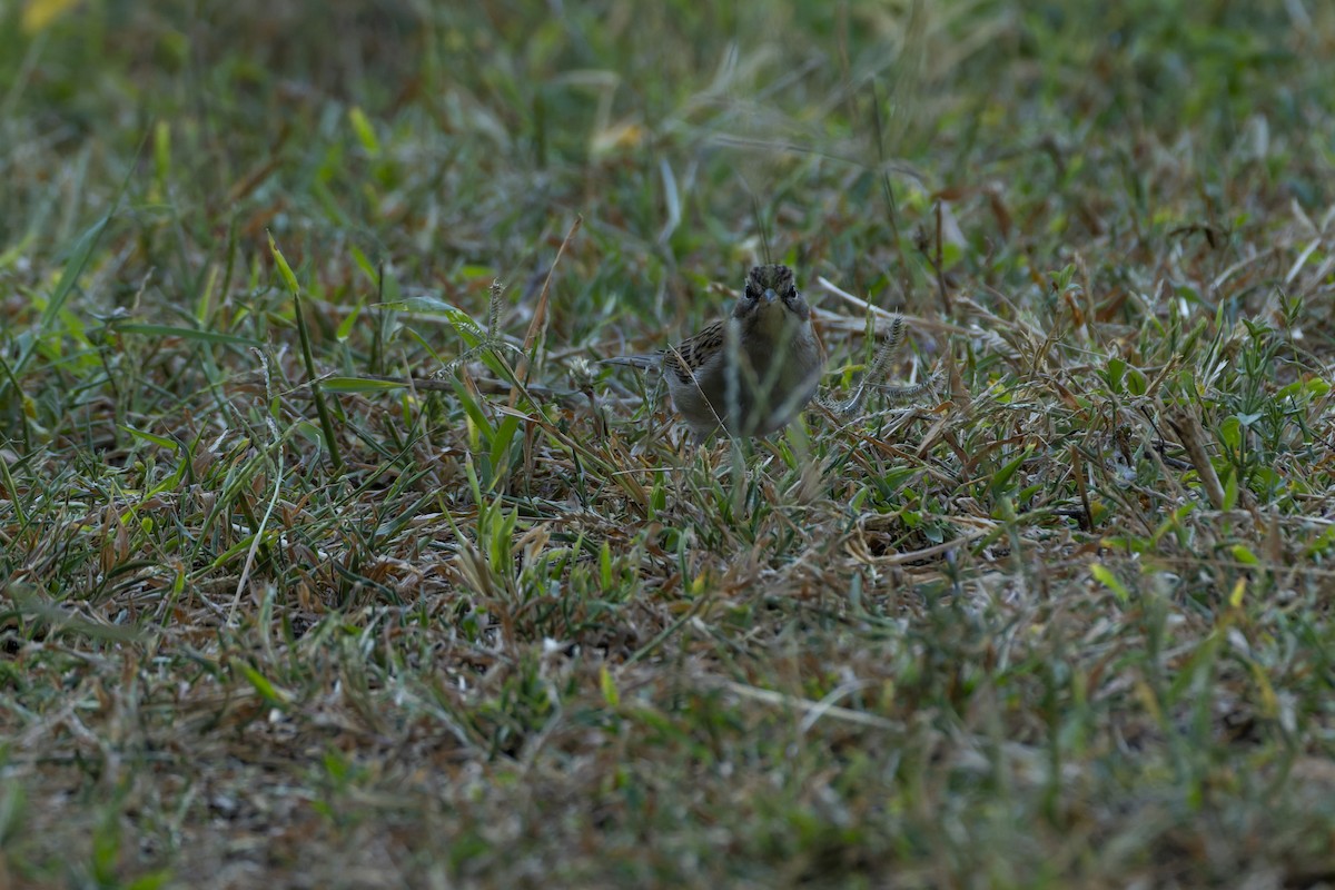 Cırcır Sesli Serçe - ML644622833