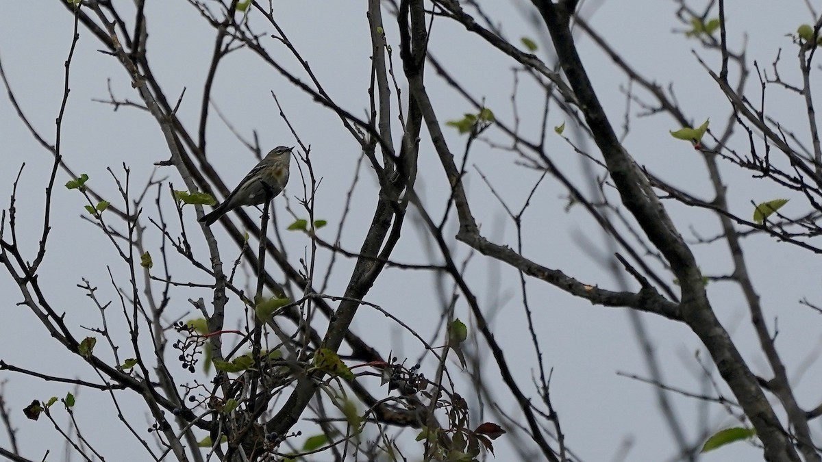 Taçlı Ötleğen - ML644622837