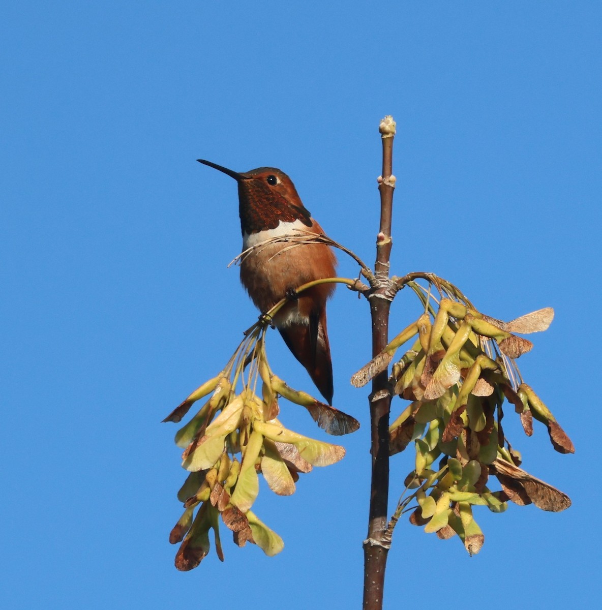 アレンハチドリ - ML644622838