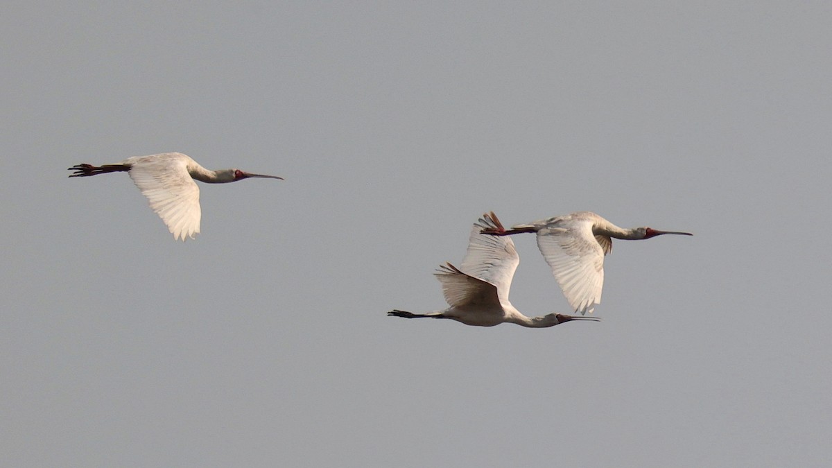 African Spoonbill - ML644622850