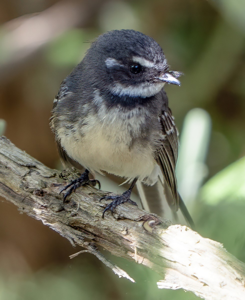 Gray Fantail - ML644622851