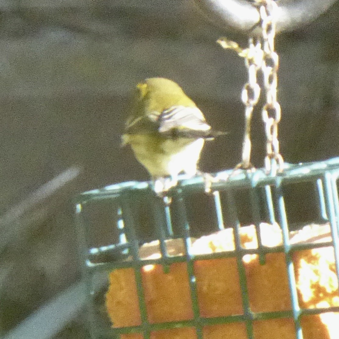 Paruline de Townsend - ML644622853