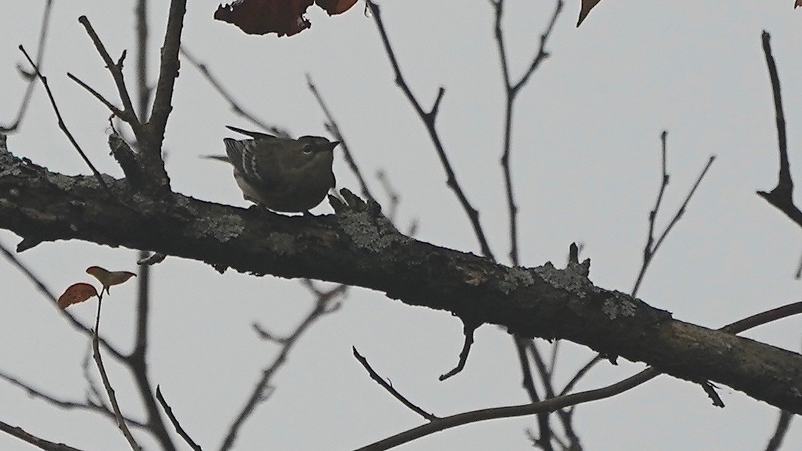 Taçlı Ötleğen - ML644622854