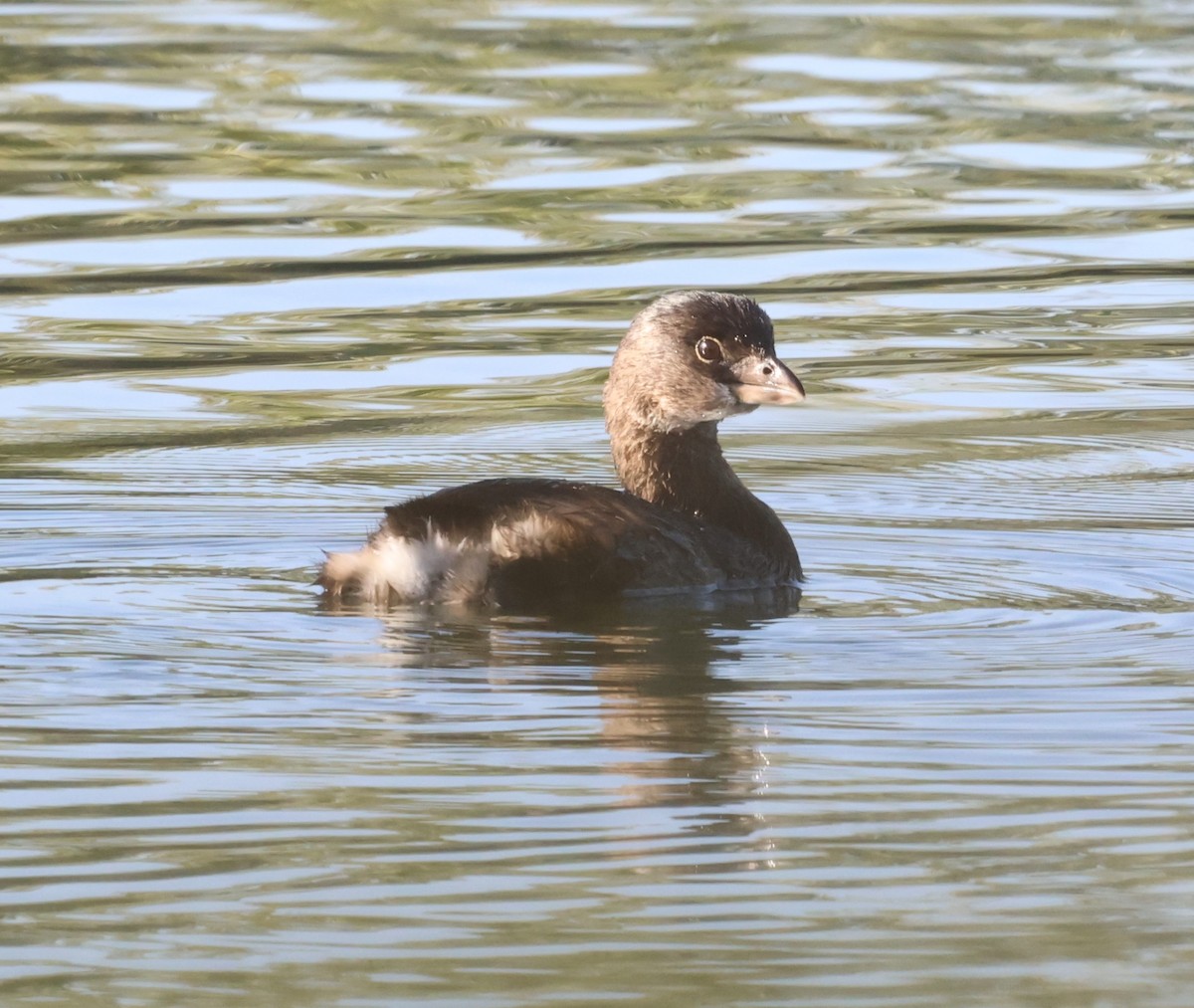 Pied-billed Grebe - ML644622855